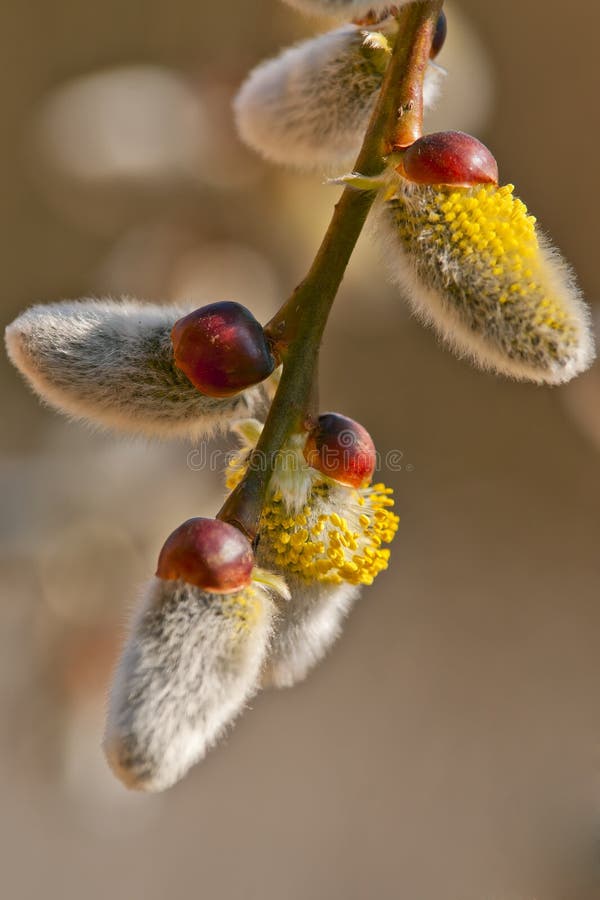Blooming willow stock image