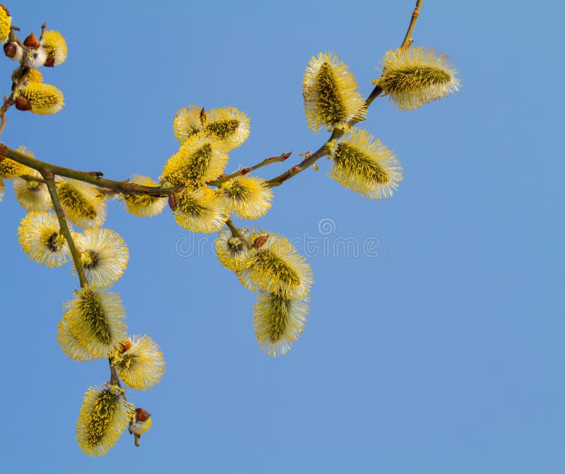 Blooming willow royalty free stock photo