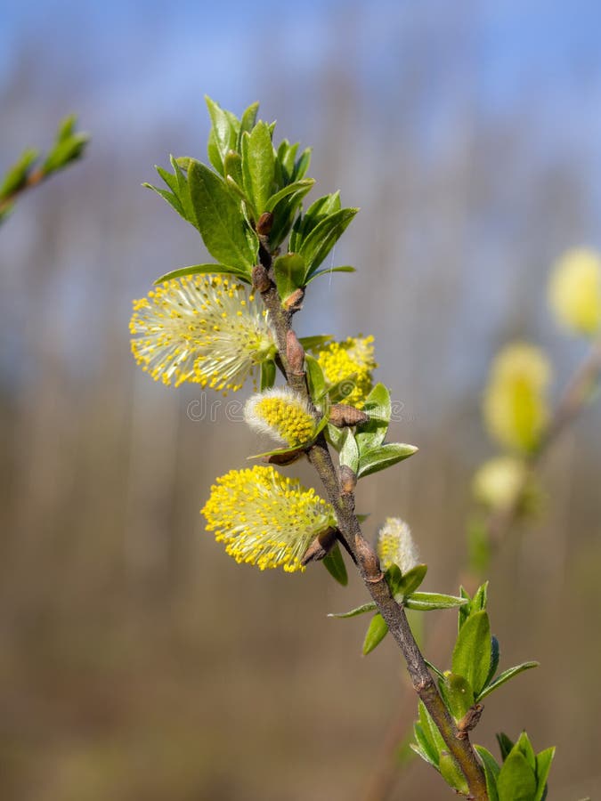 Blooming willow branch royalty free stock photos
