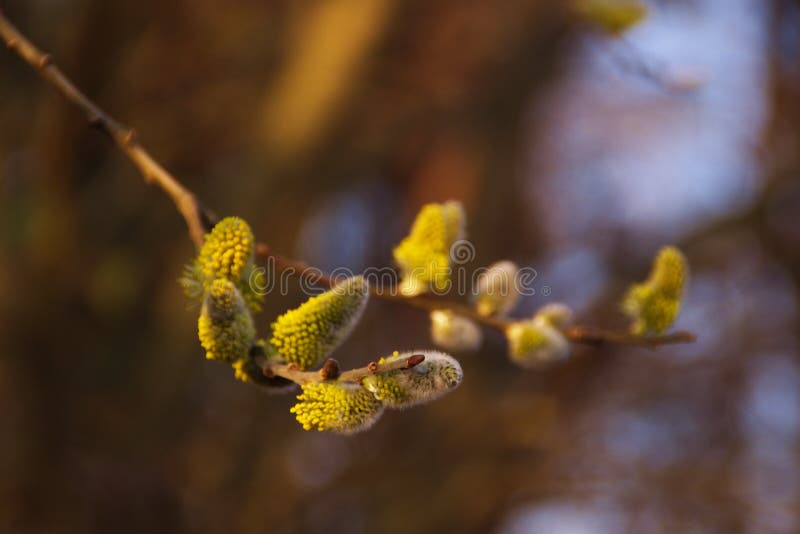 Blooming Willow Branch stock photos