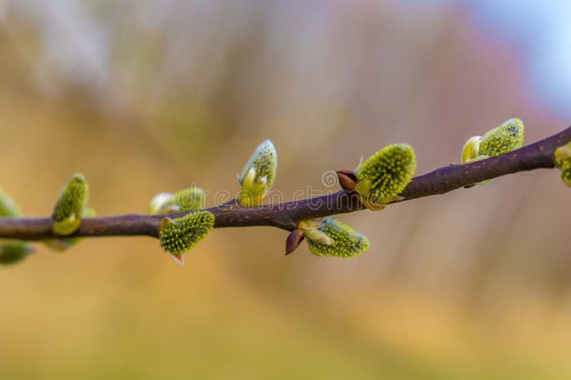 Blooming willow stock images