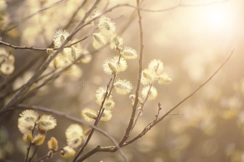 Blooming willow branch royalty free stock image
