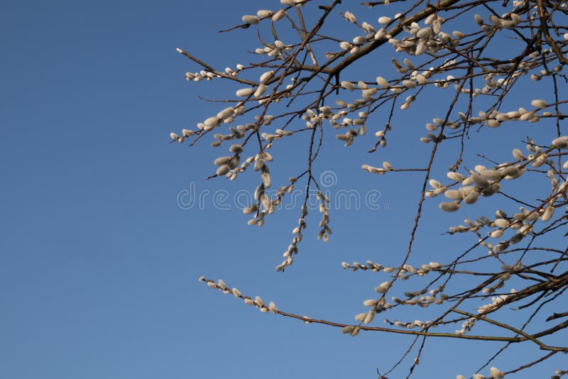 Blooming willow branches against a bright blue sky on a sunny day. royalty free stock photography