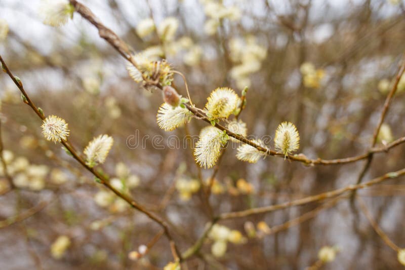 Blooming willow branches with soft catkins in early spring. Seasonal nature background. Easter and springtime concept royalty free stock photo