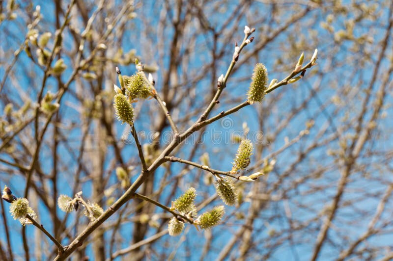 Blooming willow branches in spring royalty free stock images