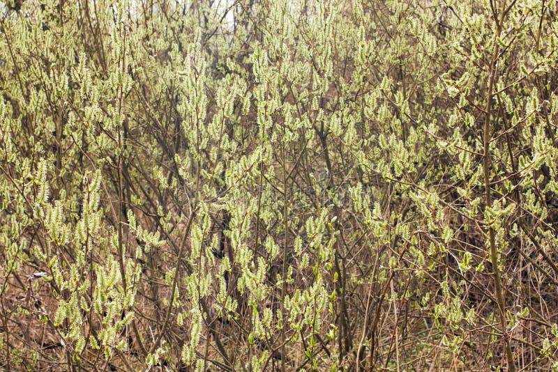 Blooming willow branches stock photography
