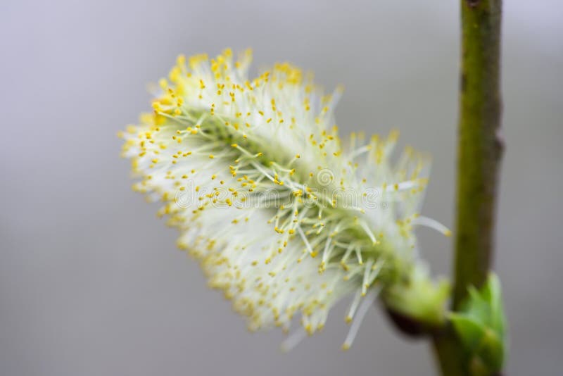 Blooming willow catkin with pollen royalty free stock photo