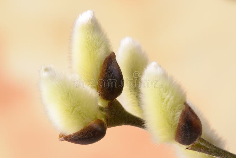 Blooming willow catkin royalty free stock photography