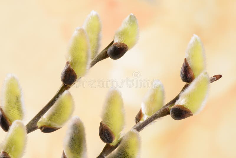 Blooming willow catkin royalty free stock photos