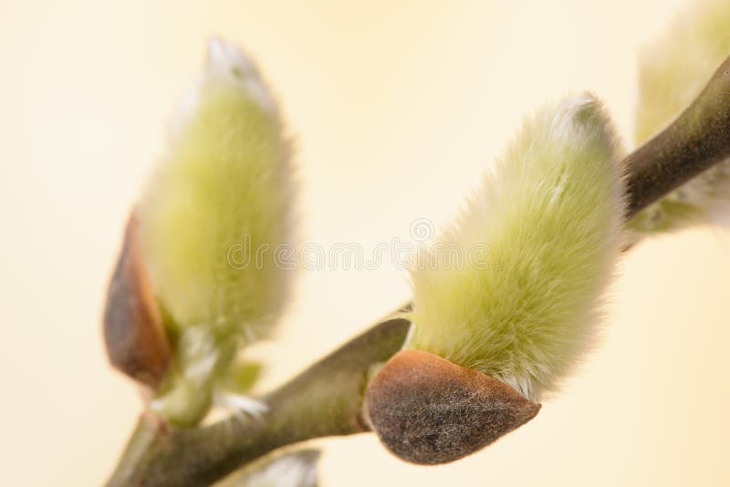 Blooming willow catkin stock images