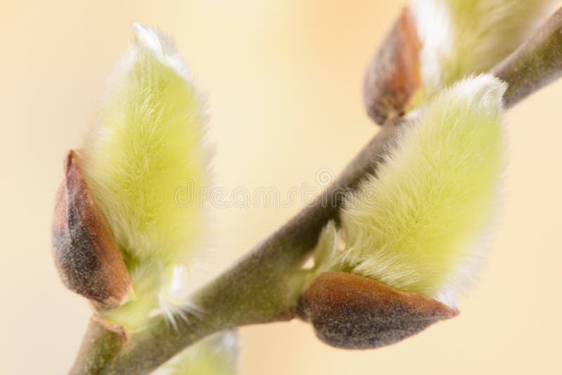 Blooming willow catkin royalty free stock photo
