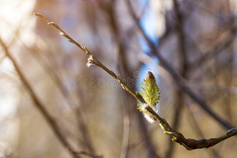 Blooming willow earring, for concept of pollen allergy royalty free stock images