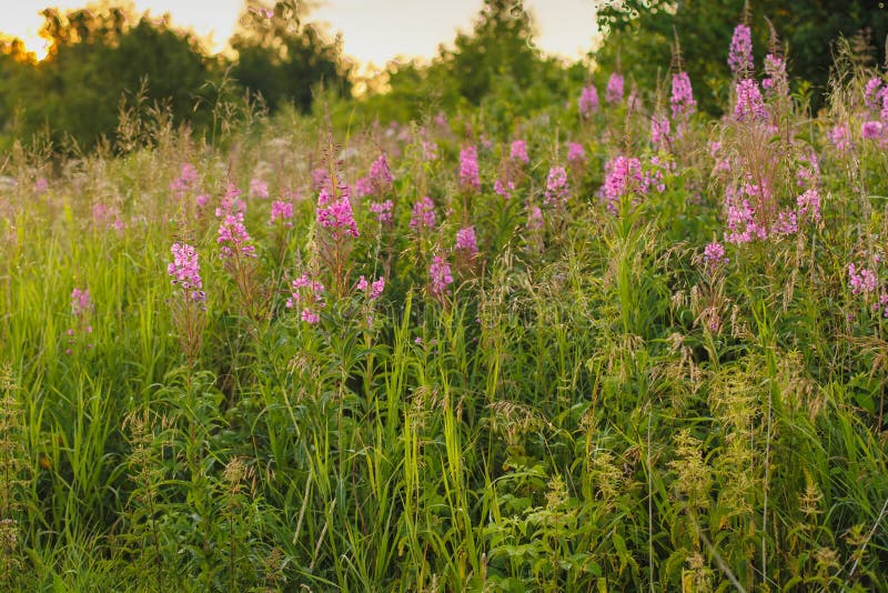 Blooming Willow herb Ivan tea fireweed Epilobium angustifolium background stock photography Blooming Willow herb Ivan tea fireweed Epilobium angustifolium background stock photography