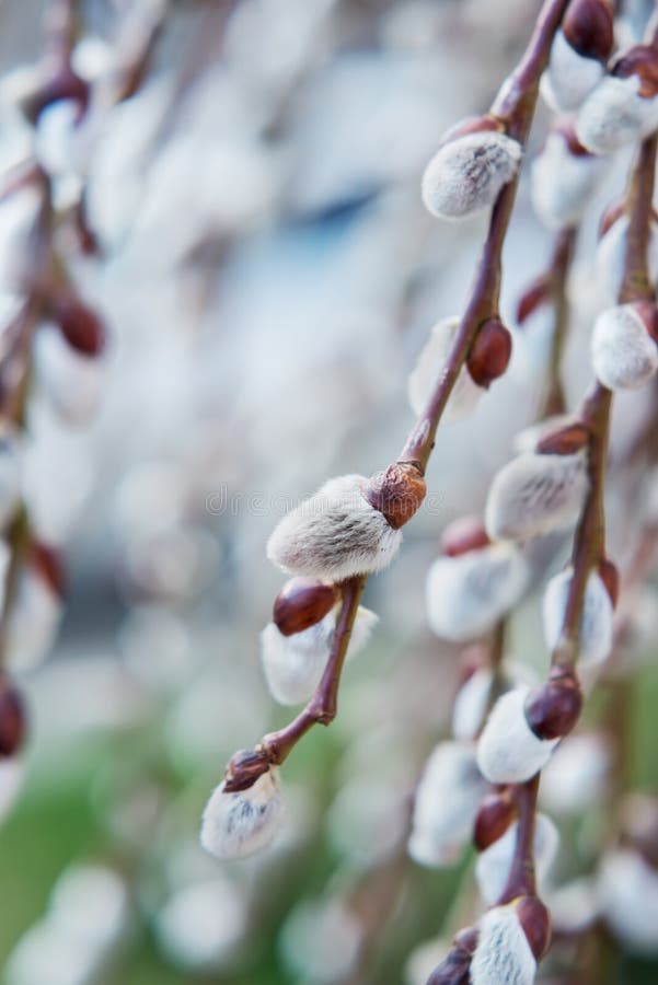 Blooming Willow. Salix caprea. stock photography