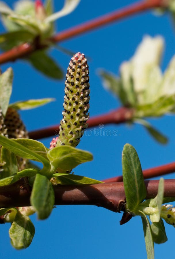 Blooming willow (Salix integra) stock photography