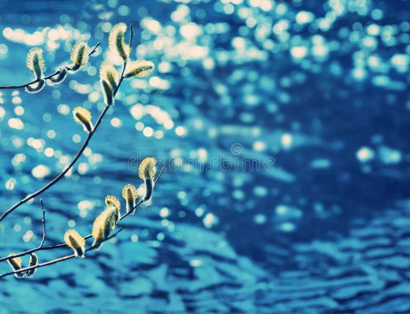 Blooming willow royalty free stock photo