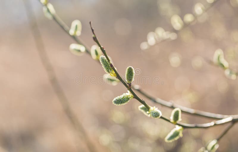 Blooming willow in springtime stock images