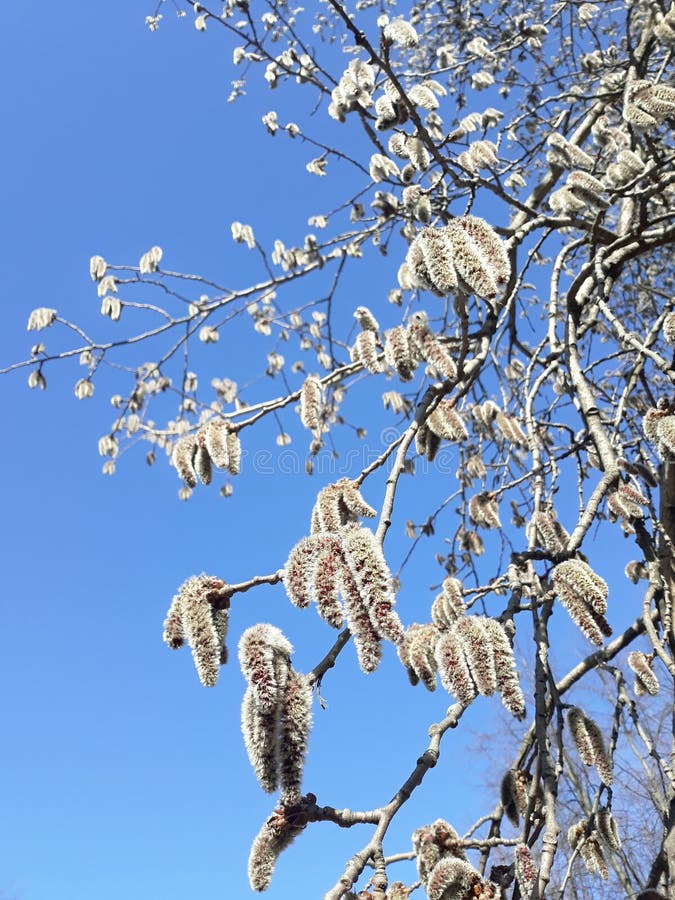 Blooming willow tree stock photos