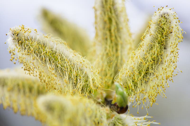 Blooming willow tree with catkins and pollen royalty free stock images