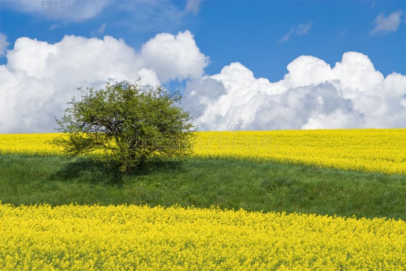 Blooming yellow canola field