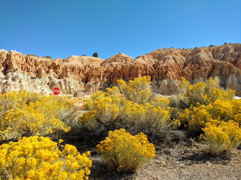 Escape to Nevada's Silver Sage: Your Desert Oasis Awaits!