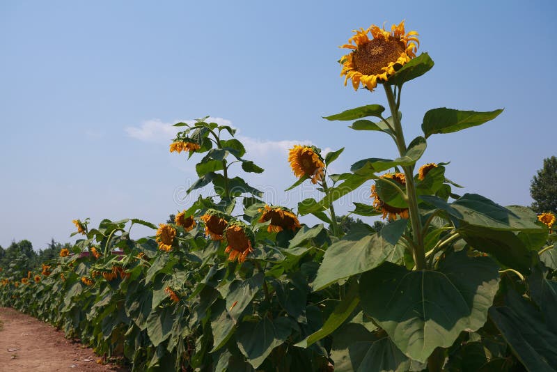 Sunflower Crops in the Field Stock Image Image of nature, countryside