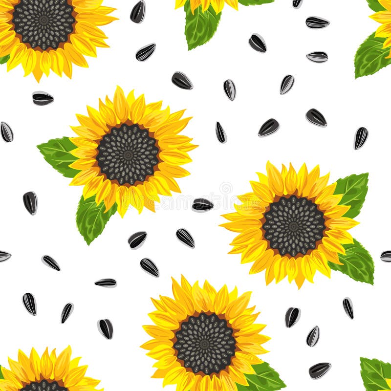Blooming yellow sunflower, green leaves and seeds seamless pattern on a white background.