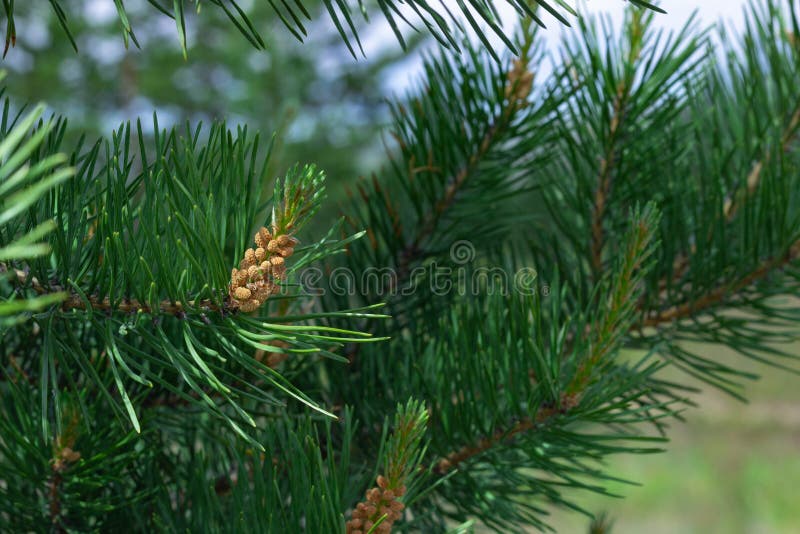 Coniferous Evergreen Branches with Blooming Young Spruce Shoots at  Springtime, Fresh Tender Needles, Natural Background Stock Image - Image of  wood, natural: 216357053