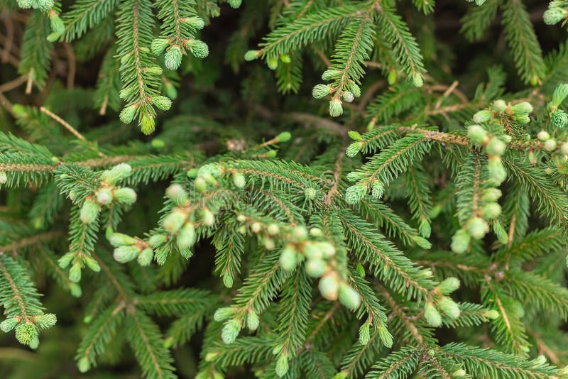 Coniferous Evergreen Branches with Blooming Young Spruce Shoots at  Springtime, Fresh Tender Needles, Natural Background Stock Image - Image of  wood, natural: 216357053