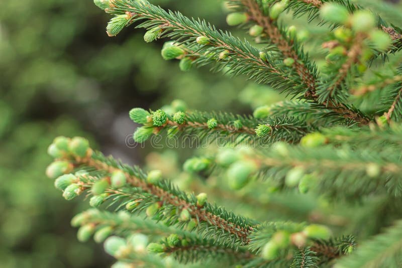 Coniferous Evergreen Branches with Blooming Young Spruce