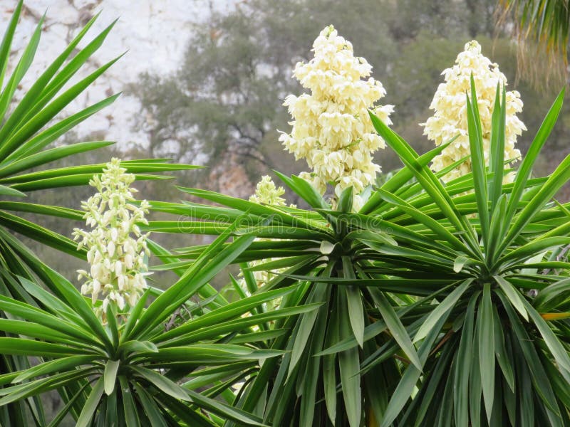 Blooming Yuca Plant Growing in a Garden Stock Image Image of petal