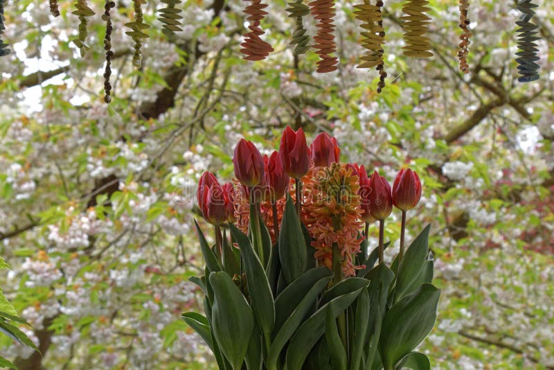 Bloomong Red Tulip Flower Bouquet Stock Image Image of white, spring
