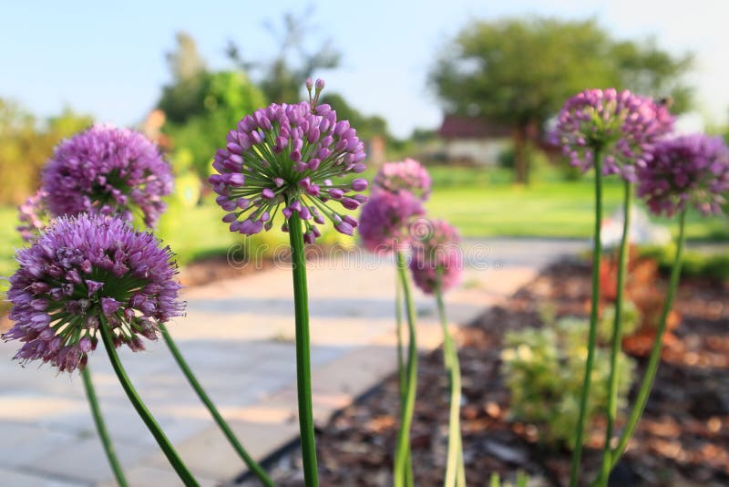 It Blooms Beautifully Decorative Garlic Stock Image Image of field