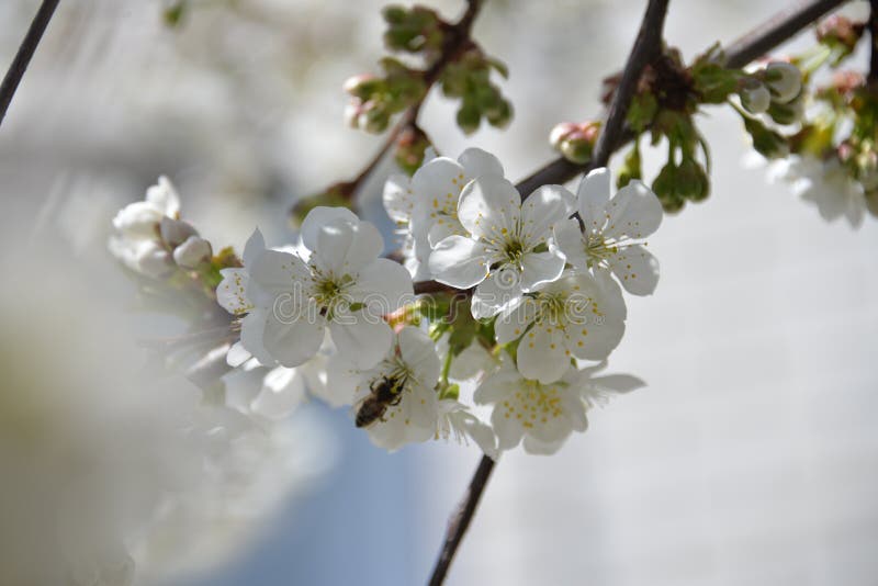 Blooms Cherry Tree with White Flowers Stock Image Image of leaf, tree
