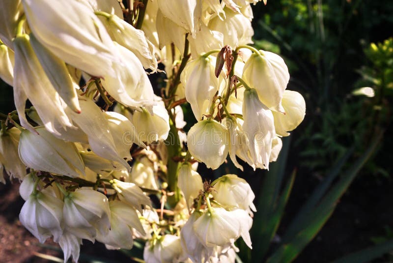 Blooms Yucca Plant. Details and Closeup Stock Image Image of