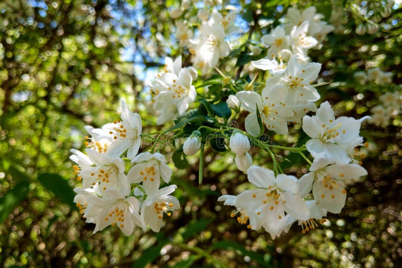 Blossom apple tree. Apple flowers close-up. nature