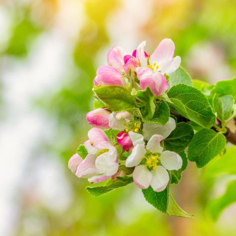 Blossom Apple Tree in April on a Transparent Spring Day in Bright