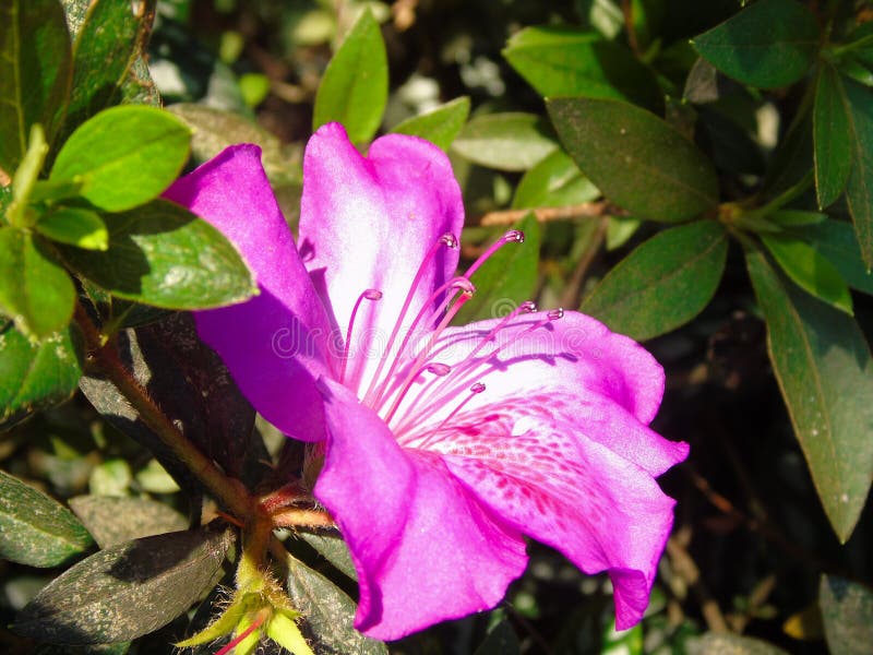 Blossom Azalea Flower with Bright Pink Color Stock Photo Image of