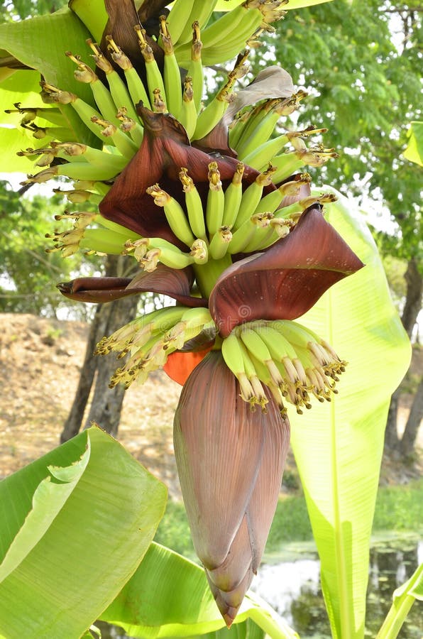 The blossom banana. stock image. Image of blossom, closeup 30295847