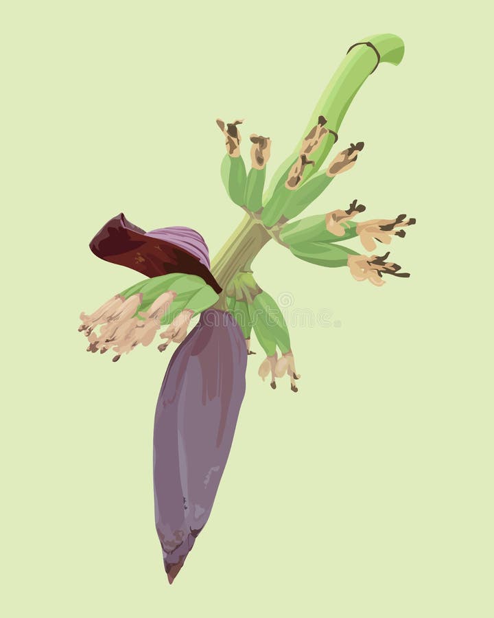 Young Banana With A Flower And Fruits Stock Vector Illustration of