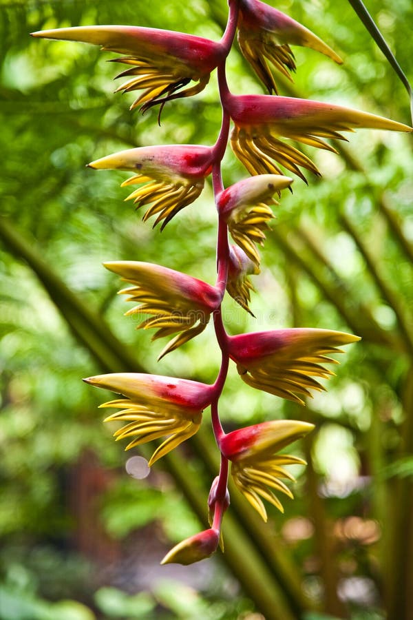 Blossom of a banana tree