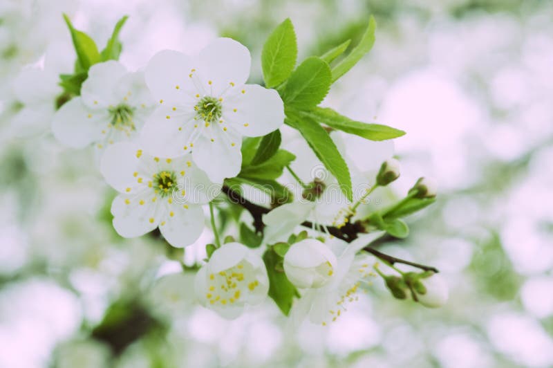 Blossom of beautiful spring cherry tree