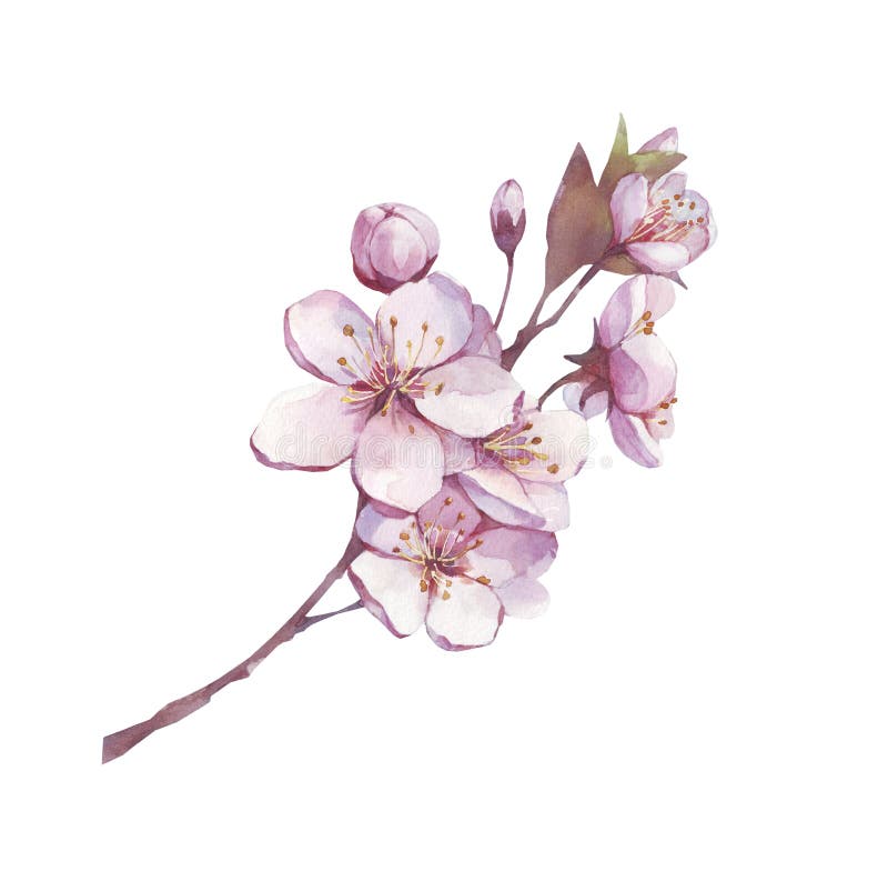 Blossom branch cherry, plum, peach, sakura with pink flowers. Botanical watercolor illustration. Vintage floral elements for spr