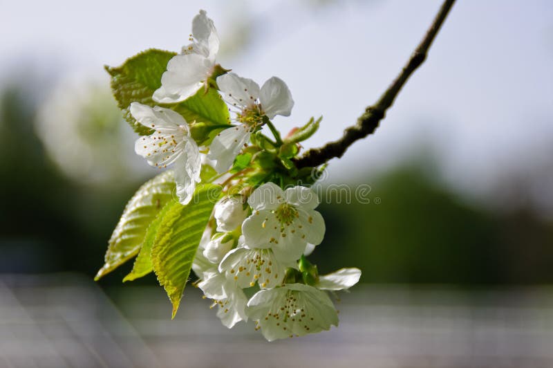 Blossom, Branch, Flower, Cherry Blossom Picture. Image 109021542