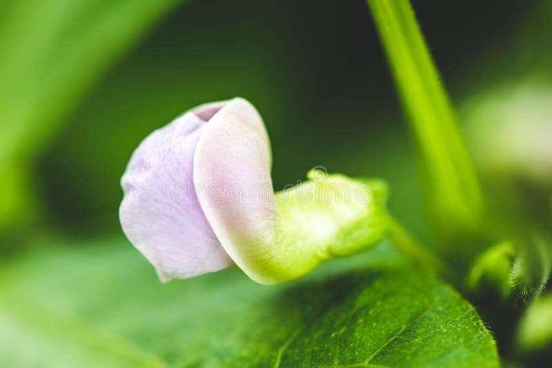 Blossom of a Bush Bean or Dwarf Bean Stock Photo Image of farming