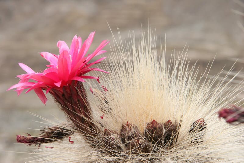 Blossom of the cactus