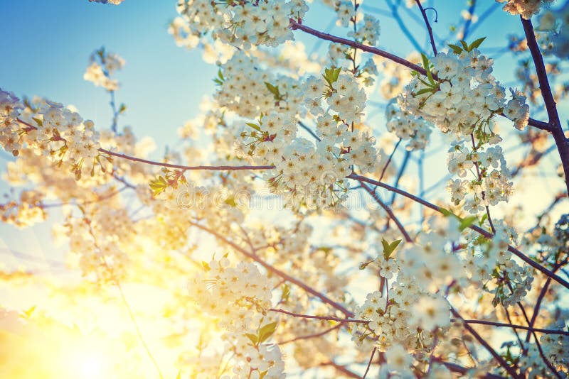 Blossom of Cherry Tree with White Fowers and Sun Stock Photo - Image of ...