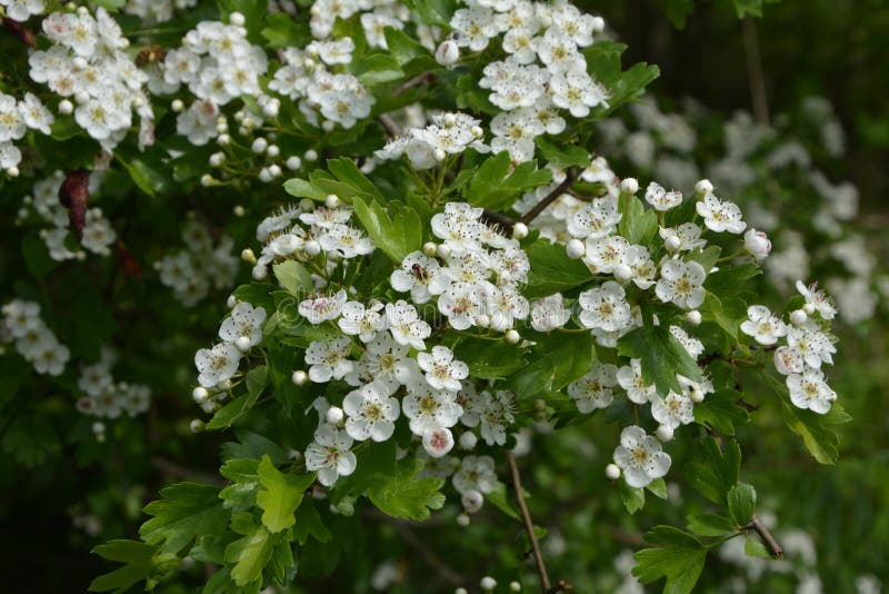 Blossom of Common Hawthorn or Single-seeded Hawthorn Crataegus Monogyna ...
