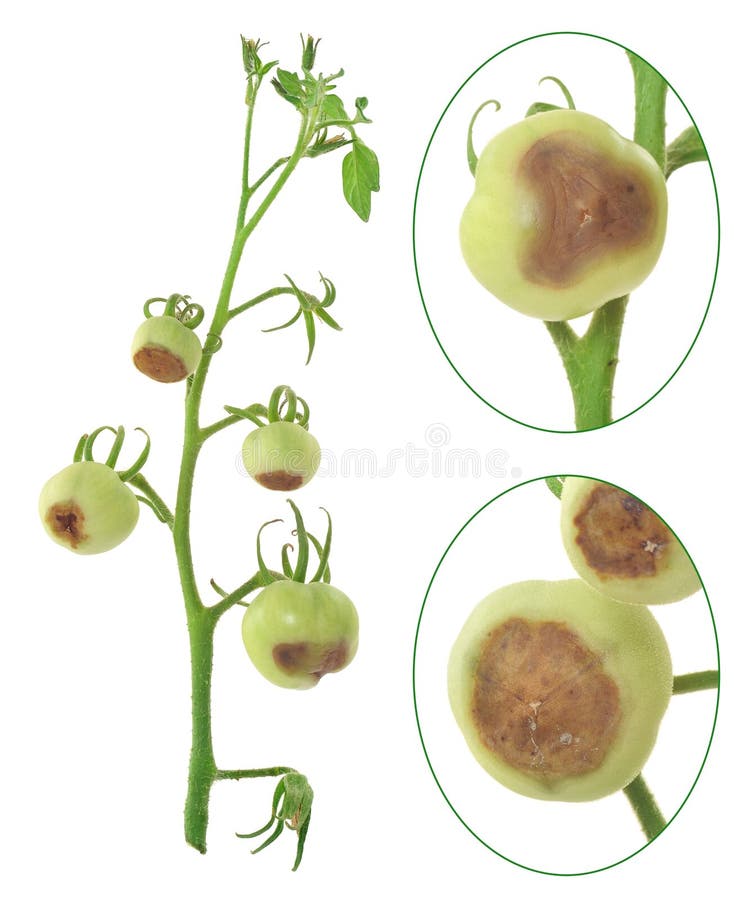 Free Blossom End Rot Of Tomato - Calcium Deficiency Stock Photo - 50075810