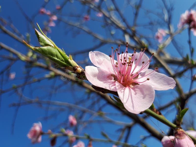 Blossom, Flora, Spring, Flower Picture. Image 114227587